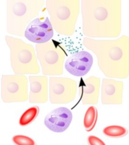 Qué son los neutrófilos segmentados Salud Asturias24 es